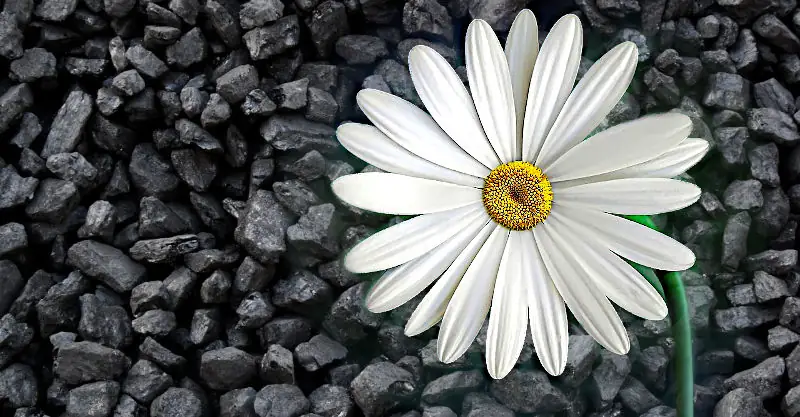 A daisy flower unspotted by coal around it