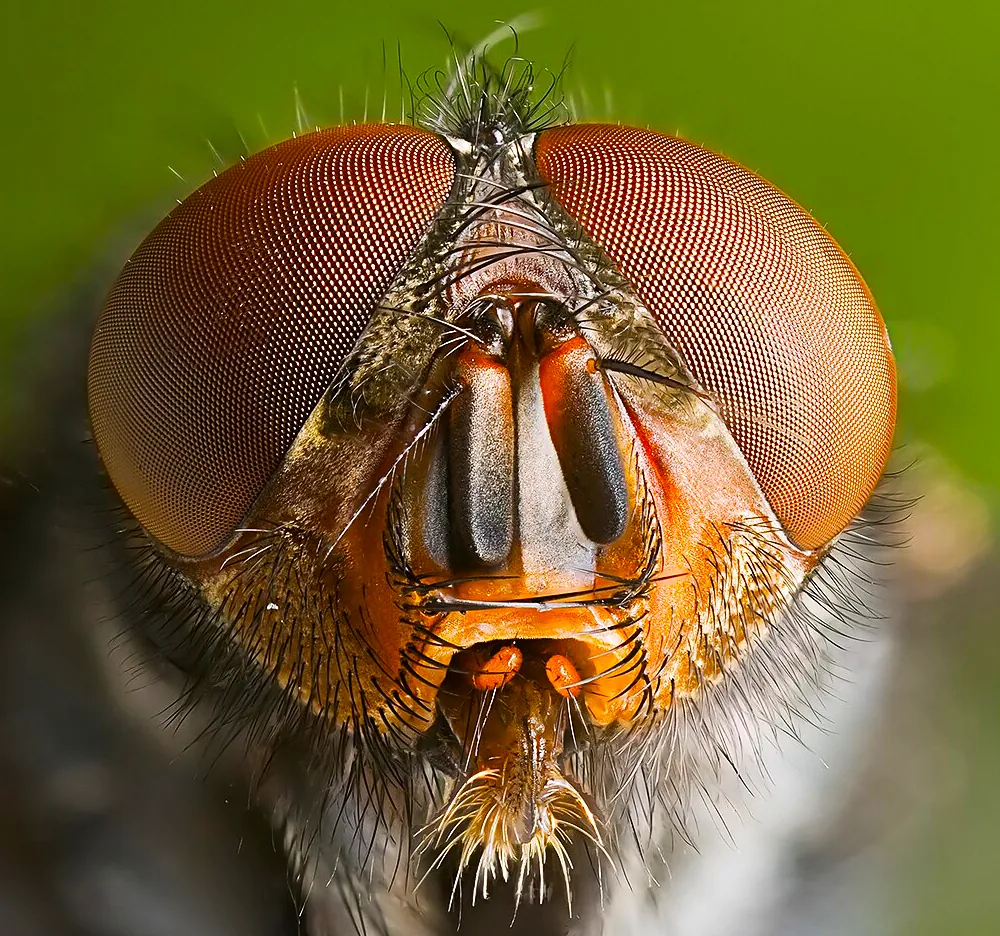 Blue bottle fly (Calliphora) Portrait, Austin’s Ferry, Tasmania, Australia. 3.5:1 magnification. J. J. Harrison