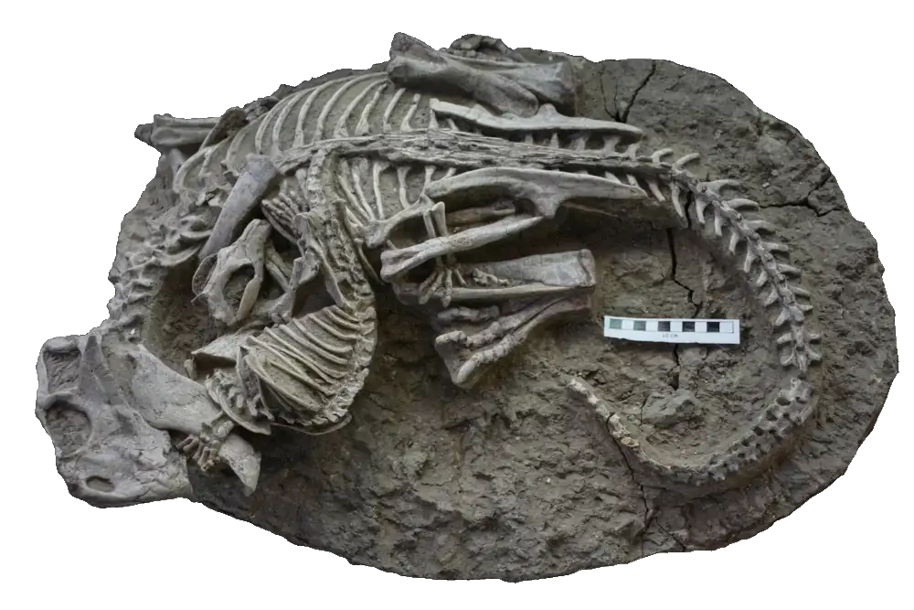 fish eating fish fossil