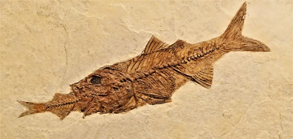 fish eating fish fossil
