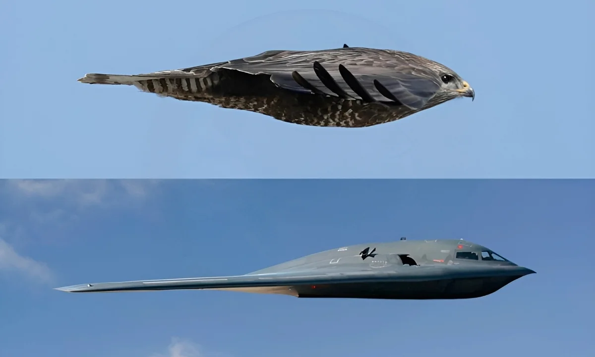 peregrine falcon b2 bomber