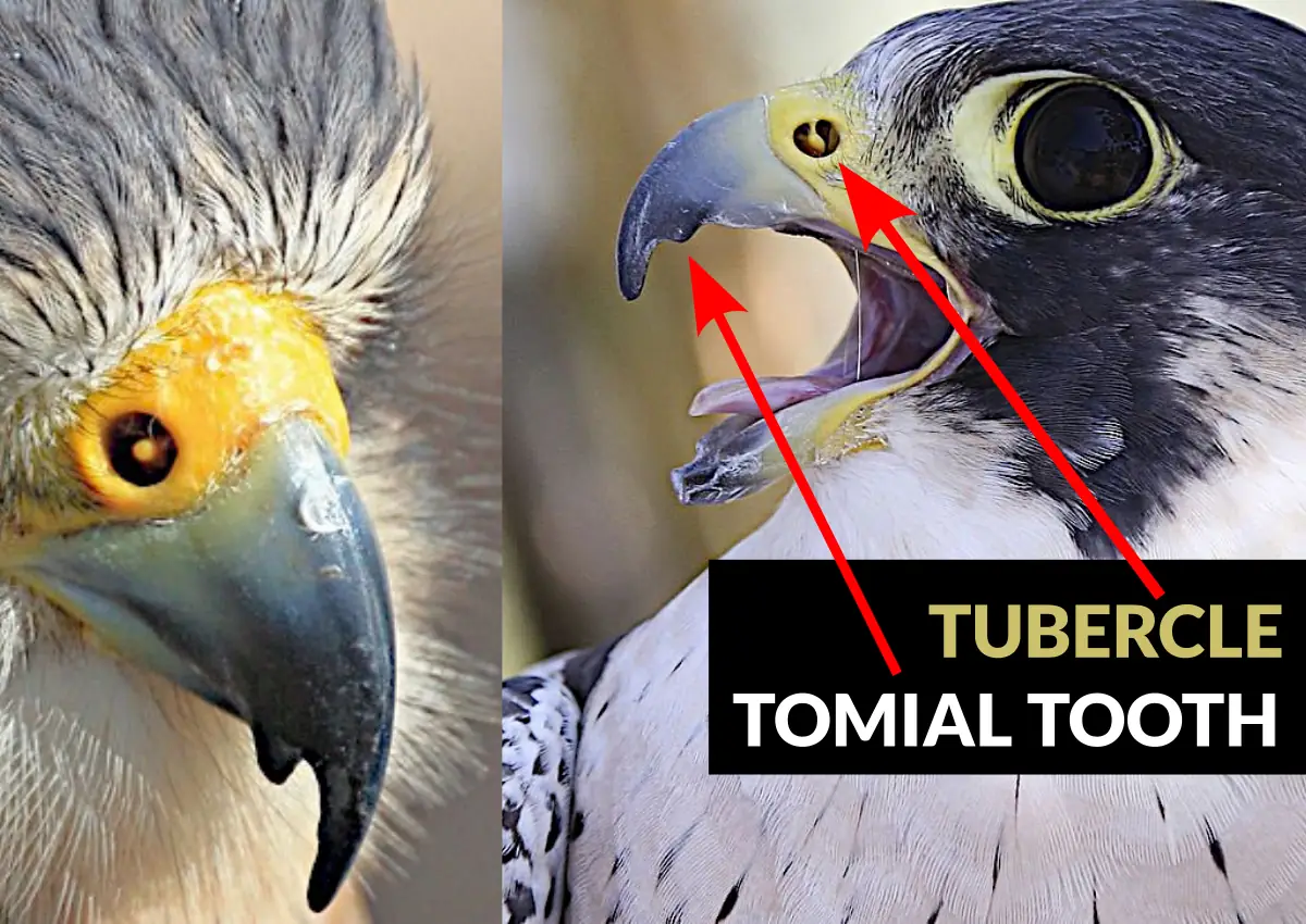 peregrine falcon b2 bomber