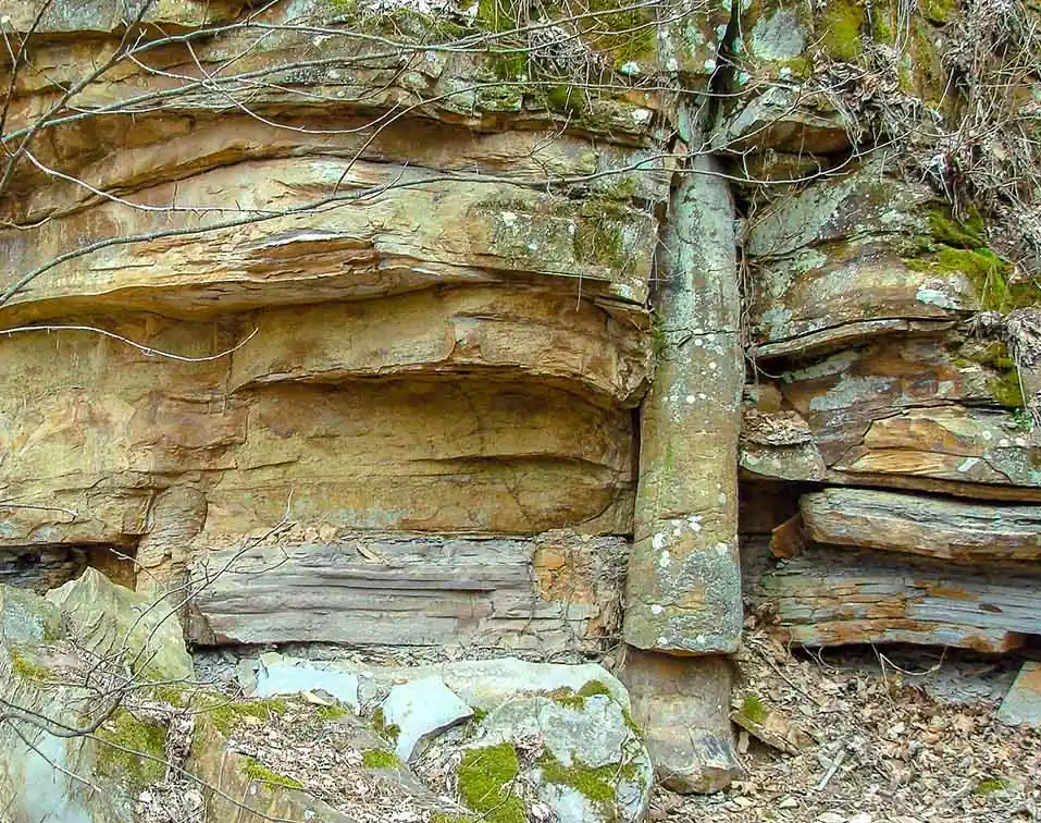 polystrate fossil tree trunk