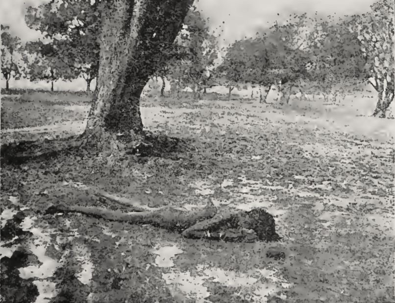A Dead Woman