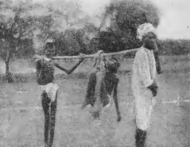A Victim of Starvation