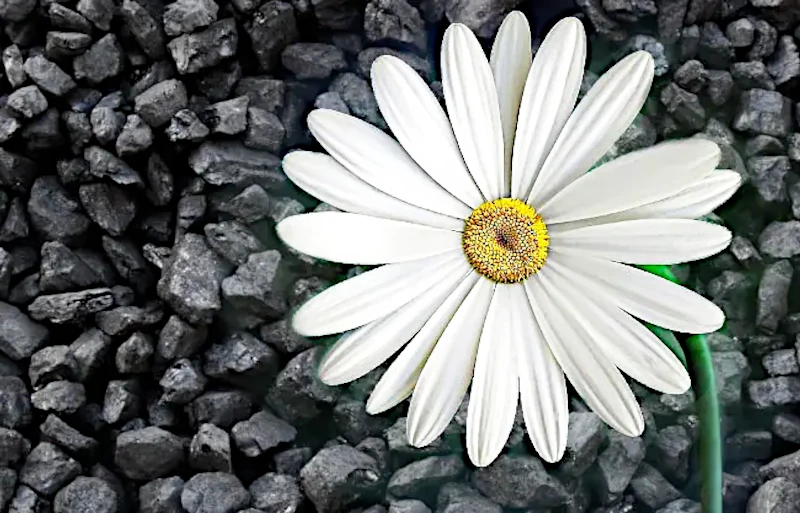 daisy Coal