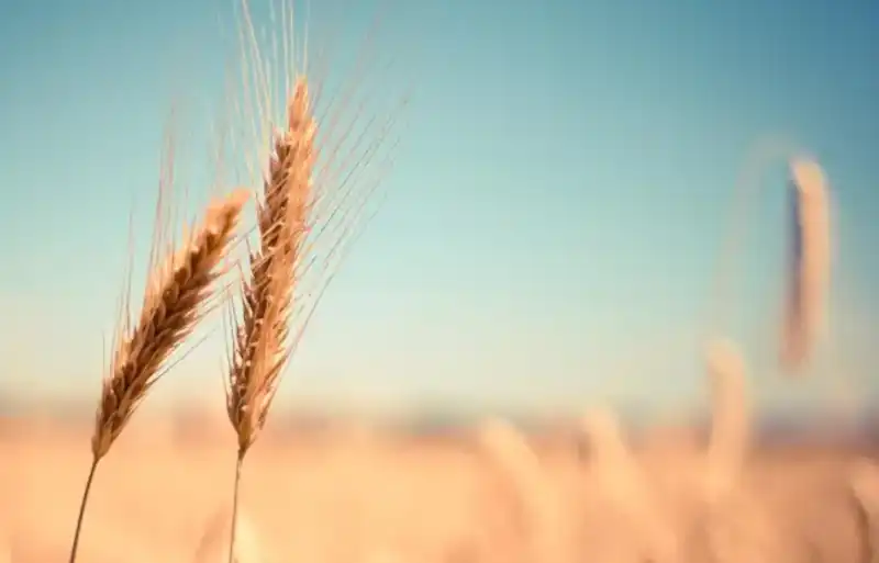 evangelism_harvest.webp