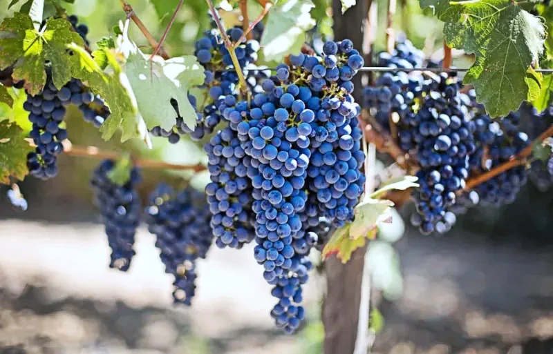 Jesus Is The True Vine