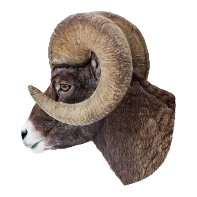 A ram represents stubbornness and rebellion